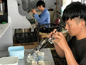 Tahiti pearl harvesting in Rikitea. Two grafters work with care and attention.