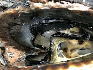 Inside a pearl oyster where the black Tahitian pearl is formed.